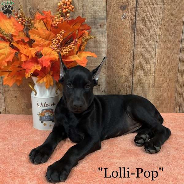 Lolli-Pop, Doberman Pinscher Puppy